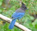 100 Steller's Jay